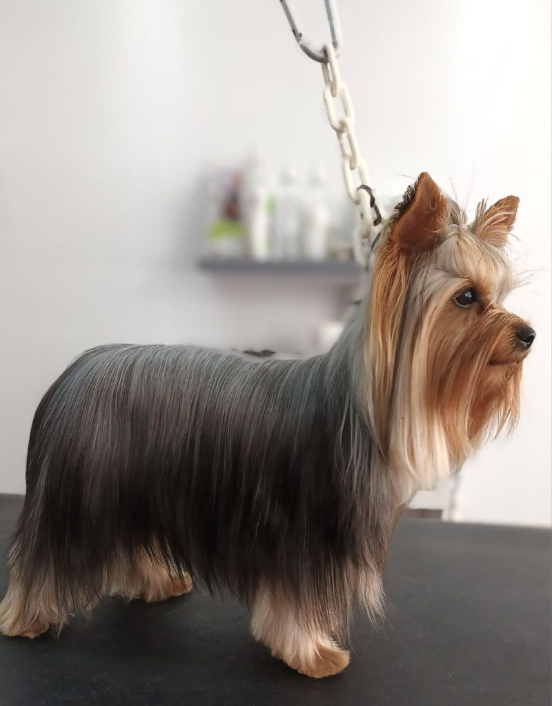 CH. Tia carrere Des Joly's Puppies