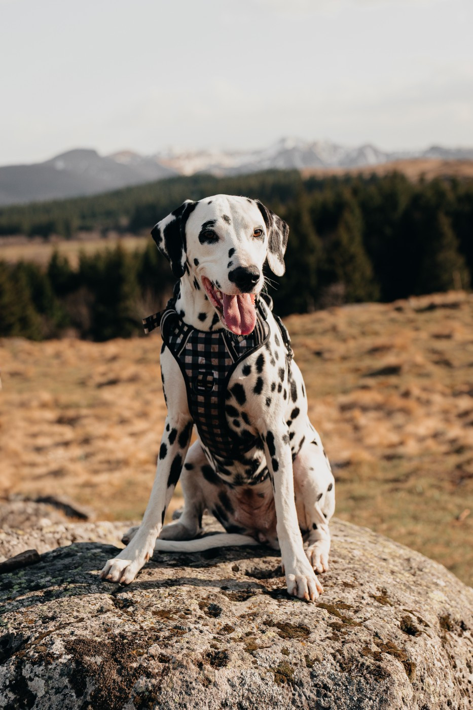 VALIA De Douce Etoile Flora